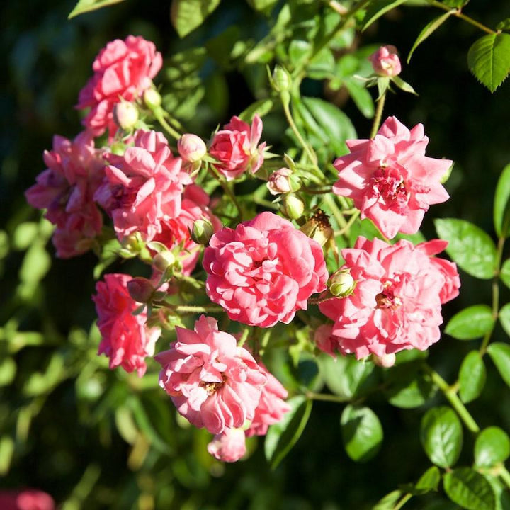 Rosa x 'Peggy Martin' ~ Peggy Martin Climbing Rose