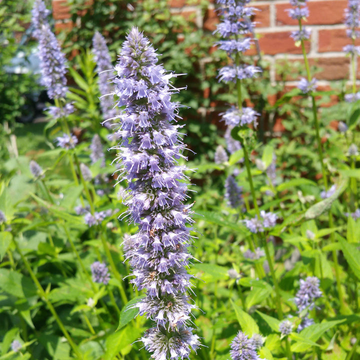 Agastache foeniculum 'Blue Fortune' ~ Blue Fortune Giant Hyssop