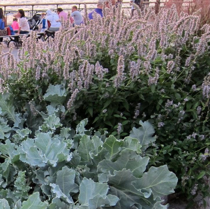 Agastache foeniculum 'Blue Fortune' ~ Blue Fortune Giant Hyssop