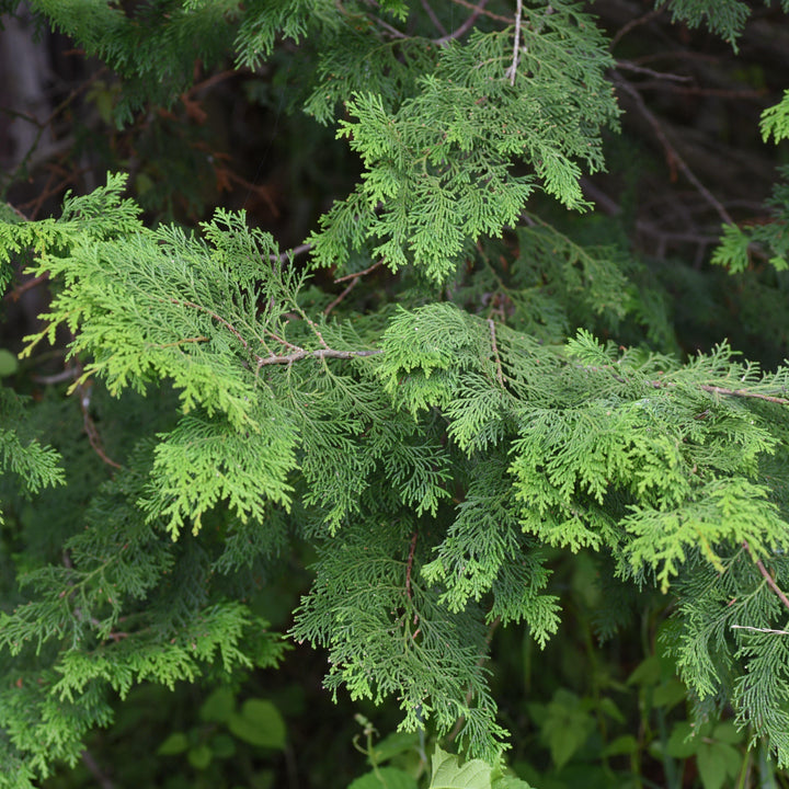 Chamaecyparis obtusa 'Wells Special' ~ Wells Special Hinoki