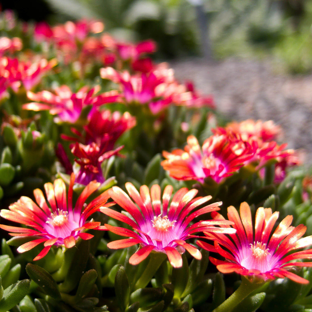 Delosperma hybrida 'P0001S' ~ Fire Spinner® Ice Plant