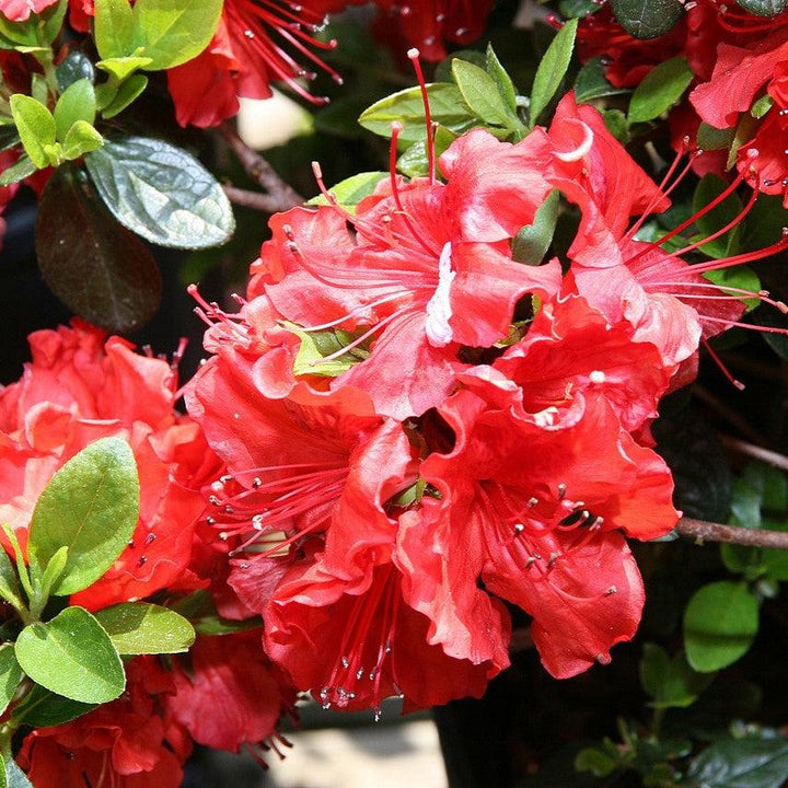 Rhododendron x girard 'Hot Shot' ~ Girard's Hot Shot Azalea