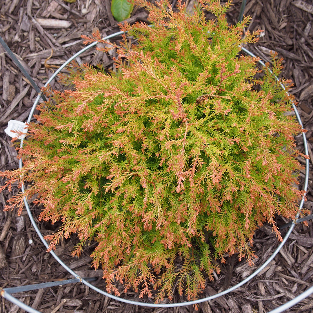 Thuja occidentalis 'Congabe' PP19,009 ~ Fire Chief™ Globe Arborvitae