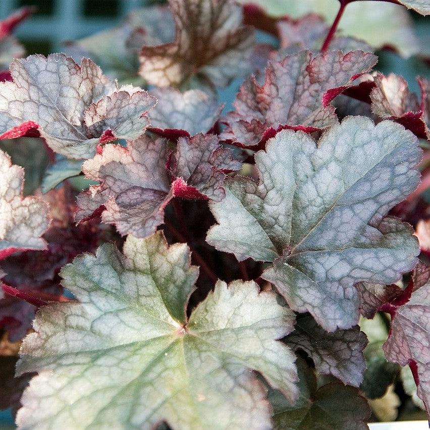 Heuchera x 'Plum Pudding' ~ Plum Pudding Coral Bells, Heuchera