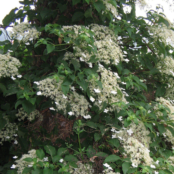 Hydrangea anomala subsp. petiolaris ~ Climbing Hydrangea