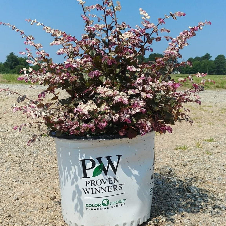 Loropetalum chinensis 'Kurenai Daiou' PP 27748 ~ Jazz Hands Bold® Fringe Flower