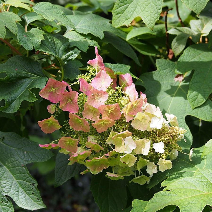 Hydrangea quercifolia 'Sike's Dwarf' ~ Sike's Dwarf Oakleaf Hydrangea