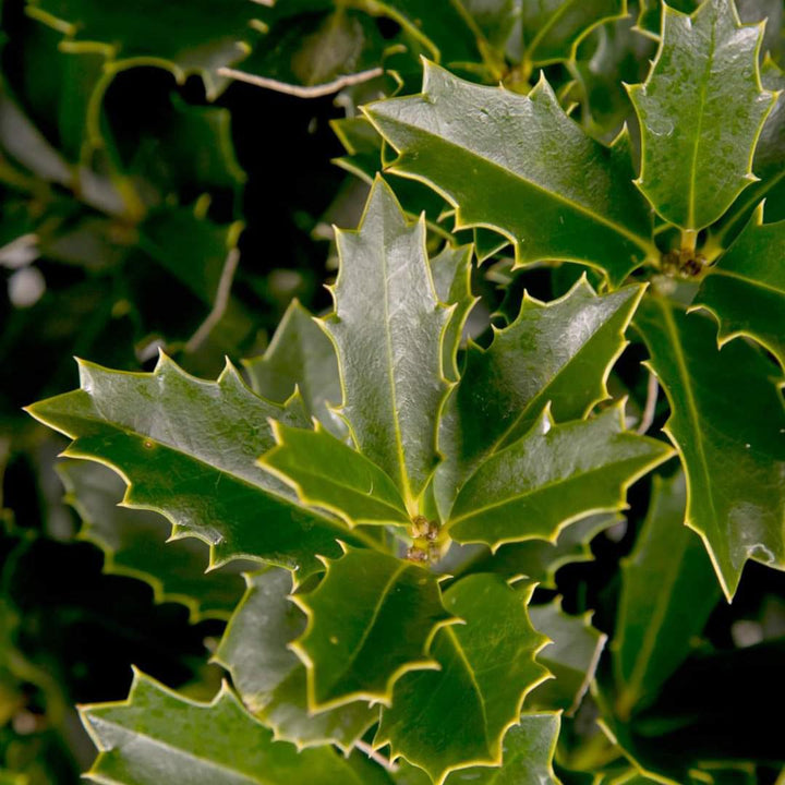 Ilex 'Magland' ~ Oakland Holly