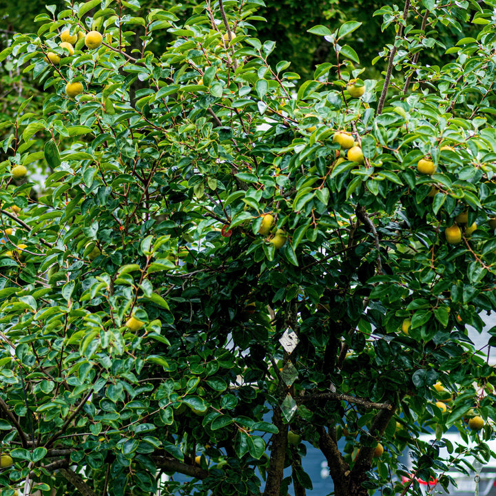 Diospyros virginiana ~ Persimmon