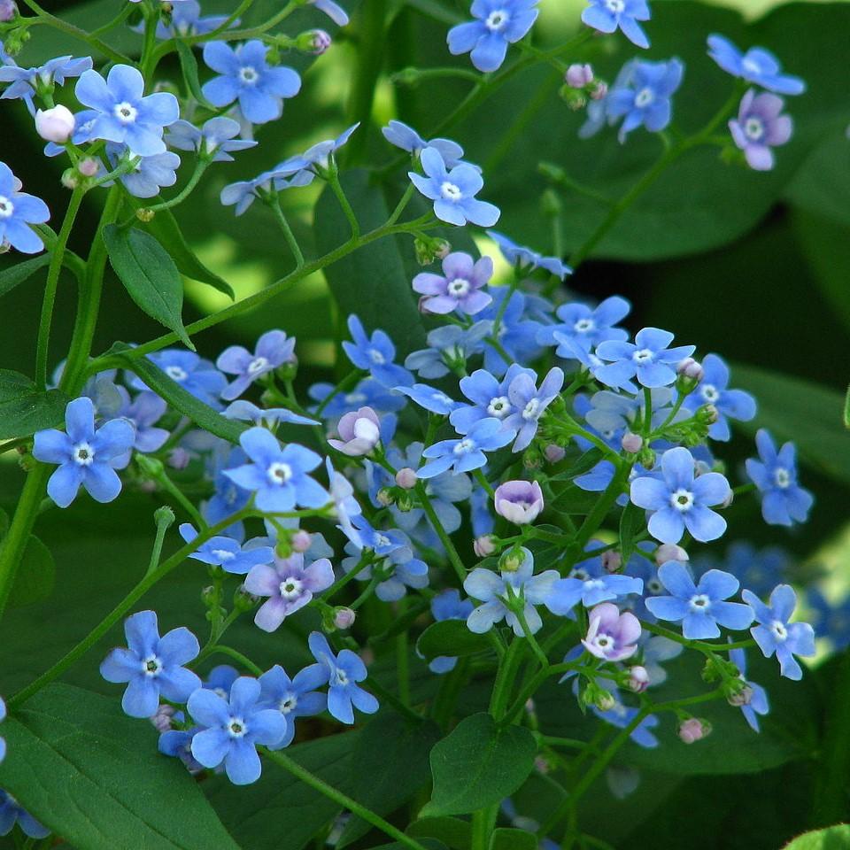 Brunnera macrophylla ~ Siberian Bugloss