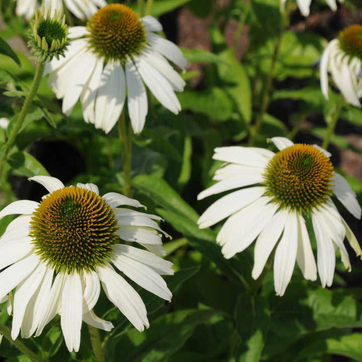 Echinacea purpurea 'White Swan' ~ White Swan Echinacea, Coneflower