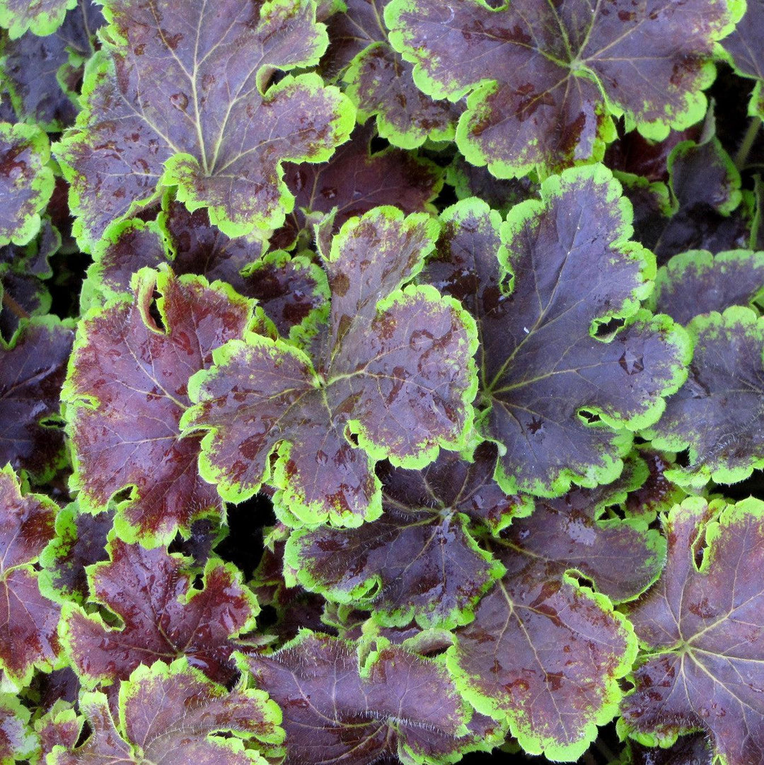 Heucherella 'Solar Eclipse' ~ Solar Eclipse Foamy Bells