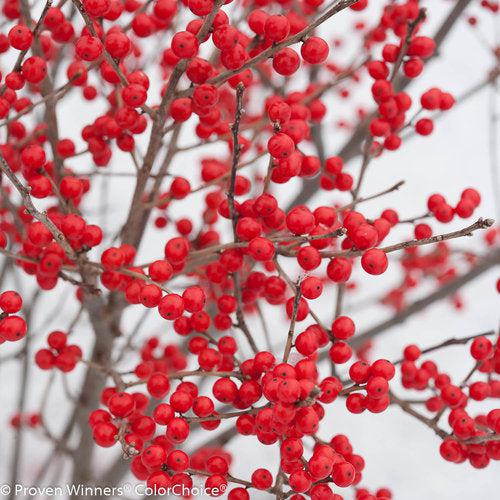 Ilex verticillata 'FarrowBPop' USPP 25,83 ~ Berry Poppins® Winterberry