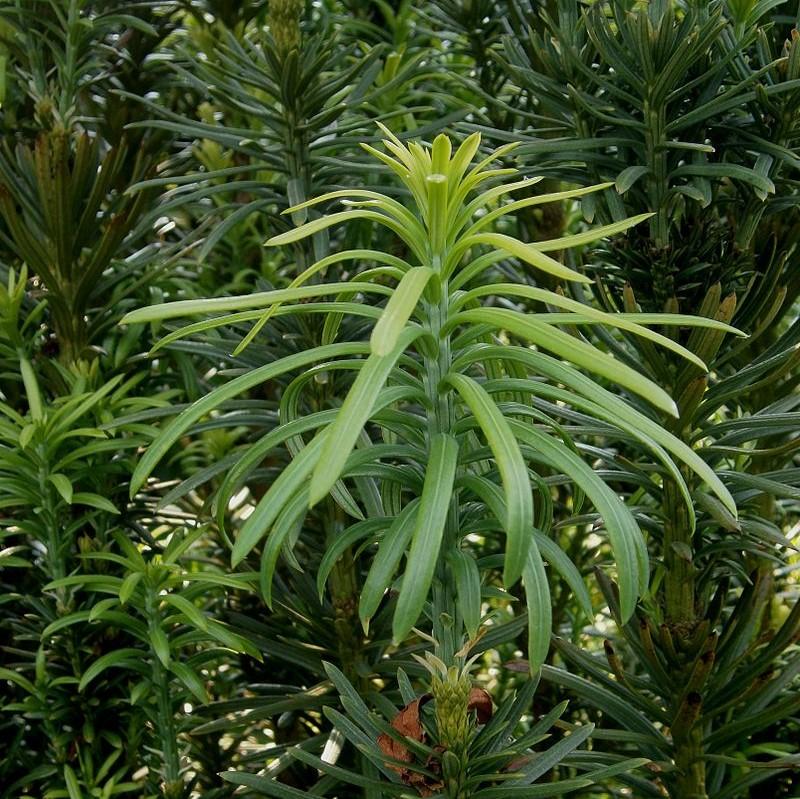 Cephalotaxus harringtonia 'Fastigiata' ~ Tejo ciruela japonés vertical