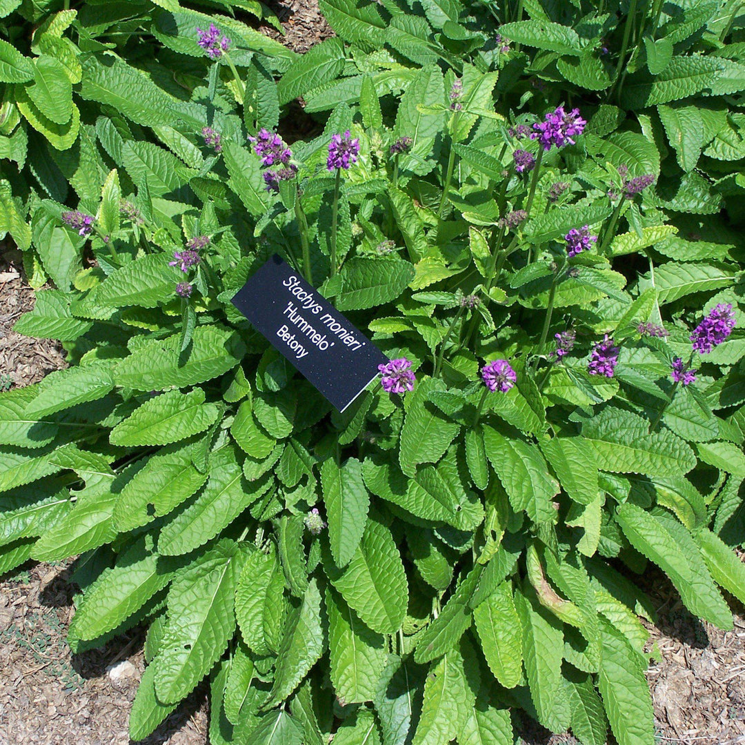 Stachys monieri 'Hummelo' ~ Hummelo Betony