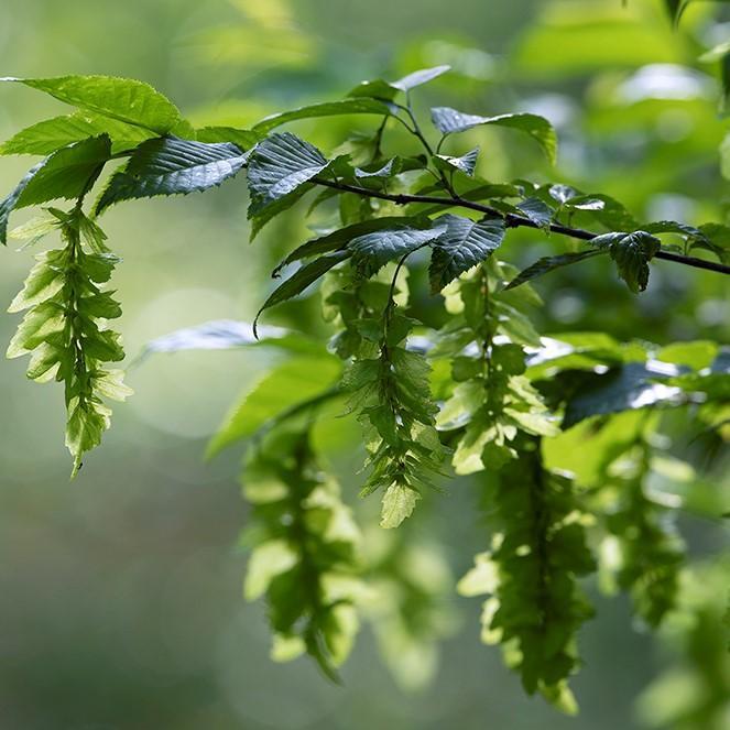 Carpinus caroliniana ~ American Hornbeam, Musclewood