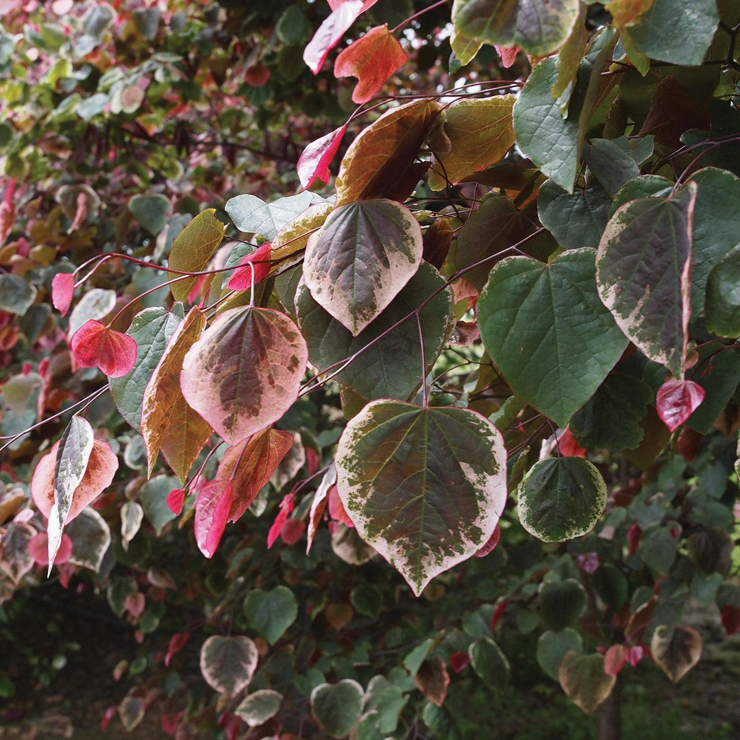 Cercis canadensis 'NCCC1' ~ Carolina Sweetheart® Redbud