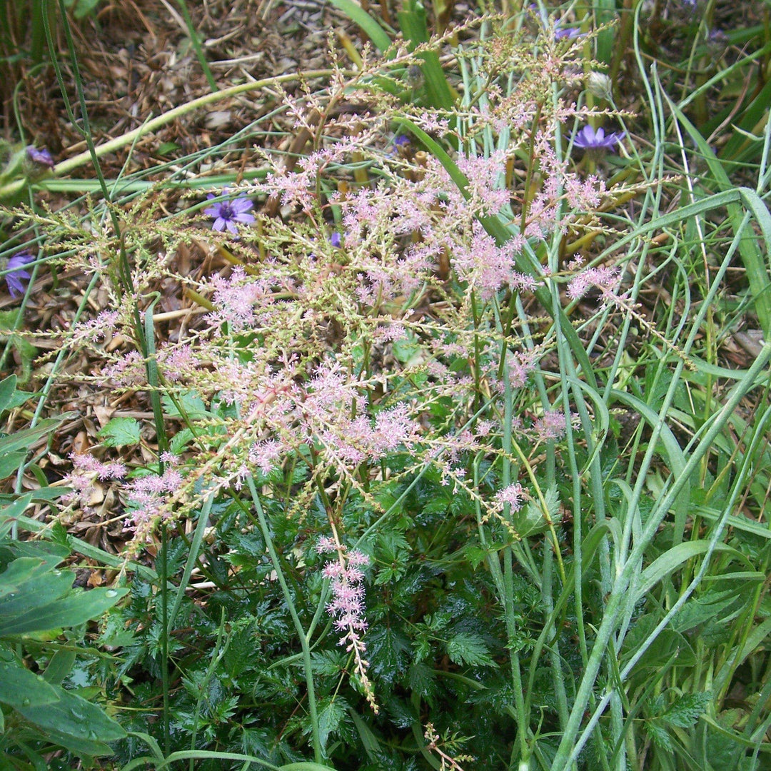 Astilbe 'Sprite' ~ Sprite Astilbe