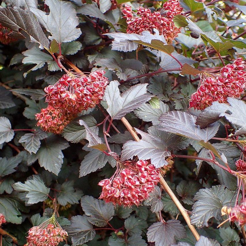 Physocarpus opulifolius 'Monlo' ~ Diablo® Ninebark