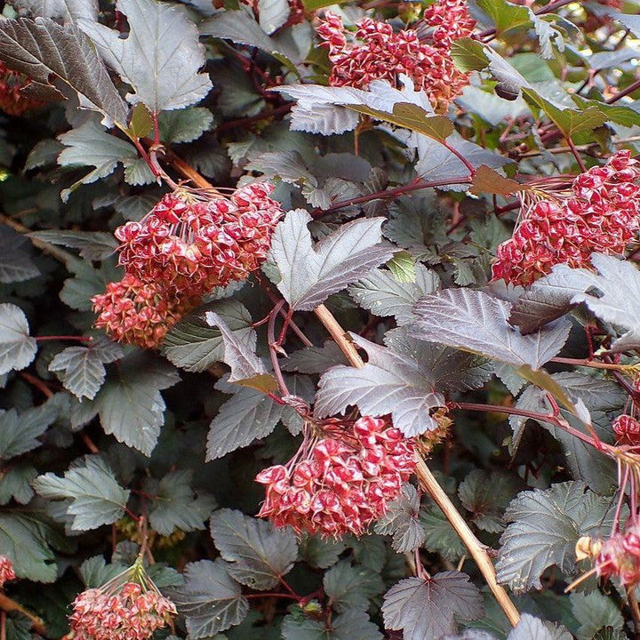 Physocarpus opulifolius 'Monlo' ~ Diablo® Ninebark