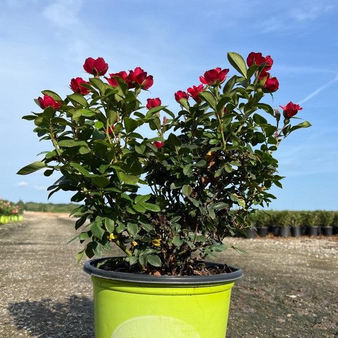 Rosa x 'Meibenbino' ~ Petite Knock Out® Rosa