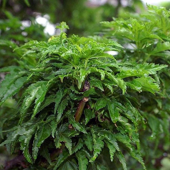 Acer palmatum 'Shishigashira' ~ Lion Head Japanese Maple