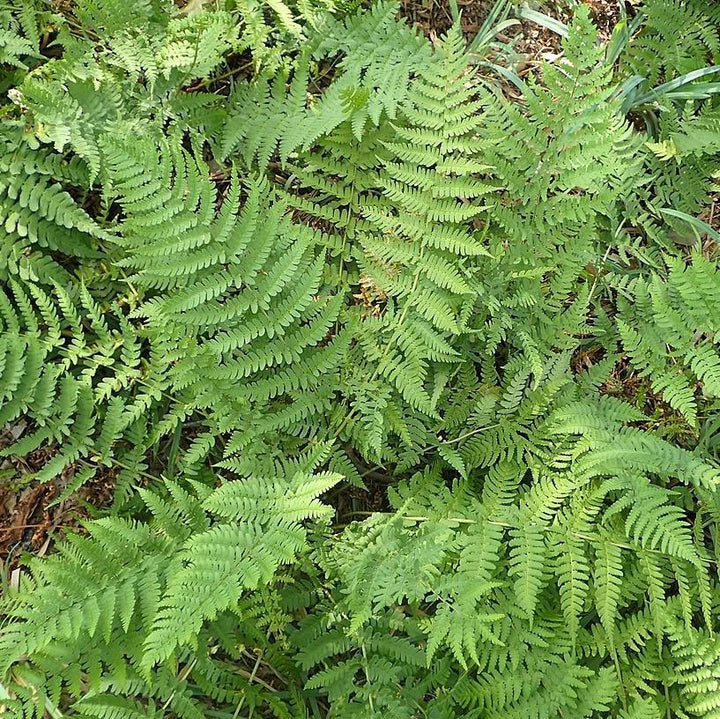 Dryopteris x australis ~ Dixie Wood Fern