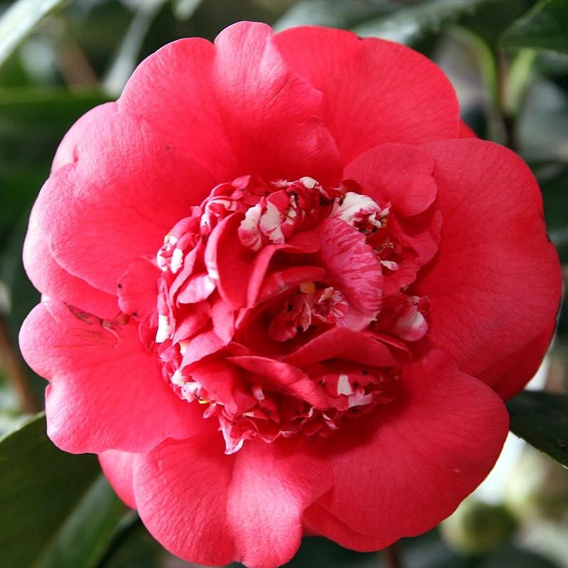 Camellia japonica 'Cita de abril' ~ Cita de abril Camellia