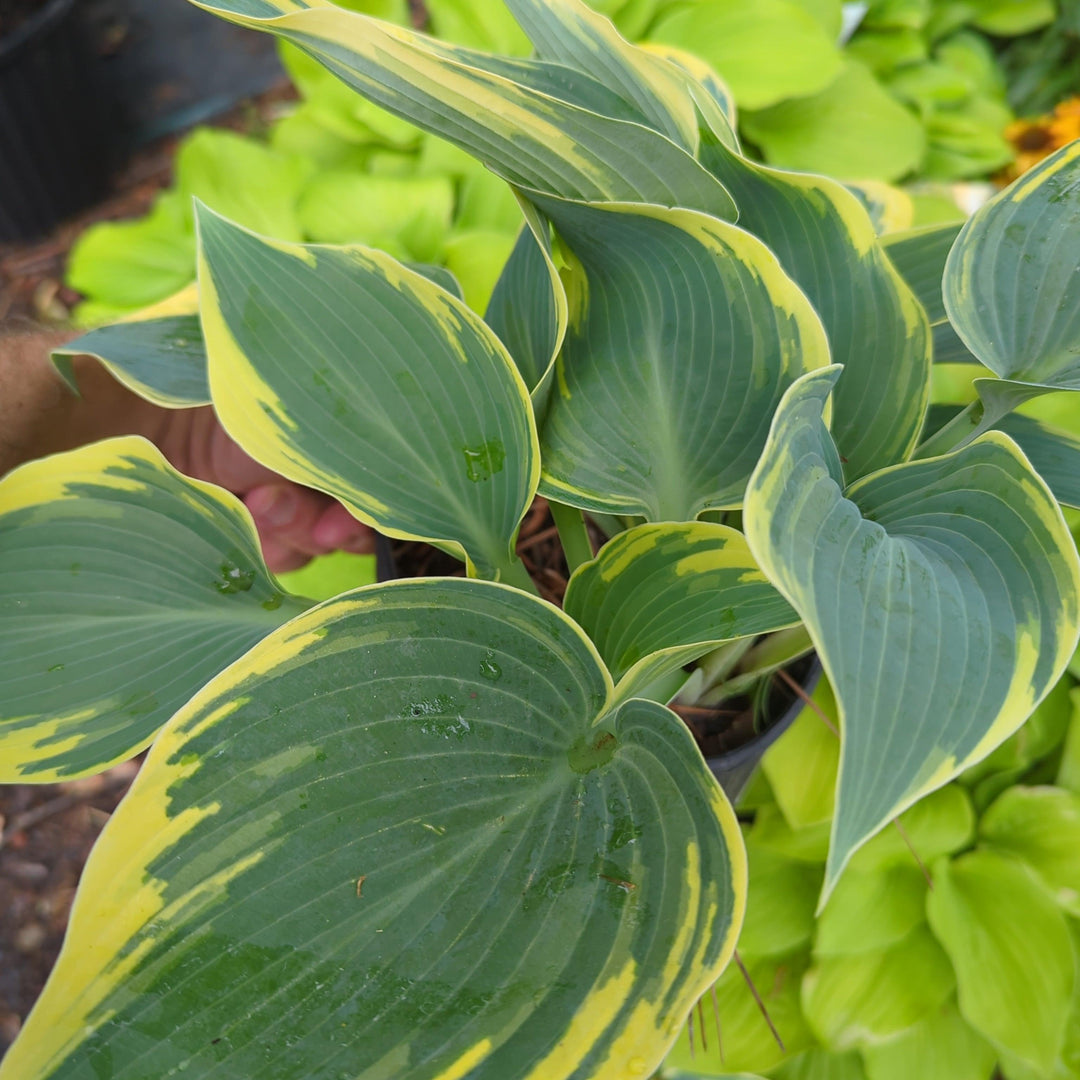 Hosta 'First Frost' ~ First Frost Hosta