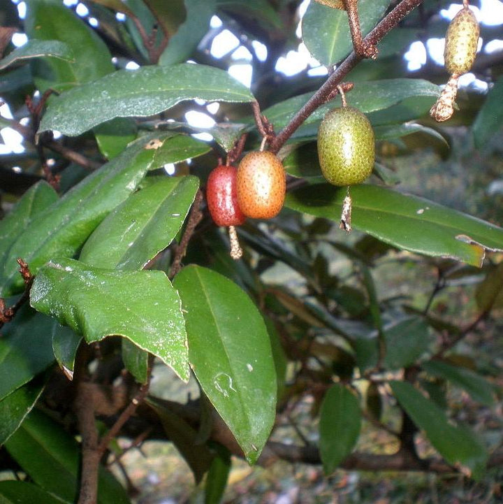 Elaeagnus x ebbingei ~ Ebbinge's Silverberry, Oleaster