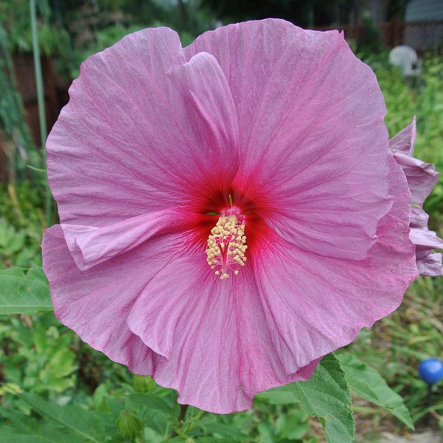 Hibiscus x 'Fantasia' ~ Fantasia Hibiscus