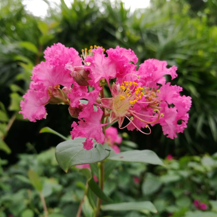 Lagerstroemia 'Purple Magic' PP23,906 ~ First Editions® Mirto Mágico Púrpura