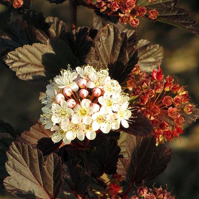 Physocarpus opulifolius 'Seward' ~ Summer Wine® Ninebark