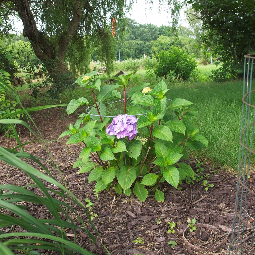 Hortensia macrophylla 'P11HM-11' ~ Hortensia Endless Summer® Bloomstruck®