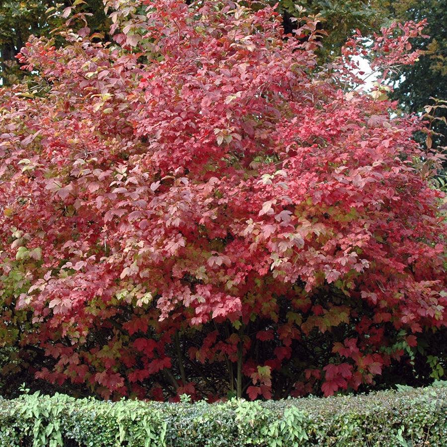 Viburnum opulus 'Roseum' ~ Eastern Snowball