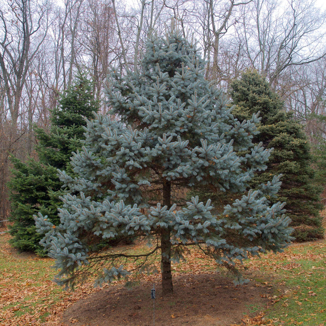 Picea pungens 'Hoopsii' ~ Picea azul Hoopsii