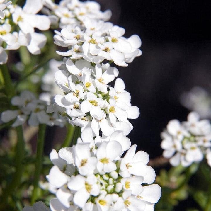 Iberis sempervirens 'Alexander's White' ~ Alexander's White Candytuft