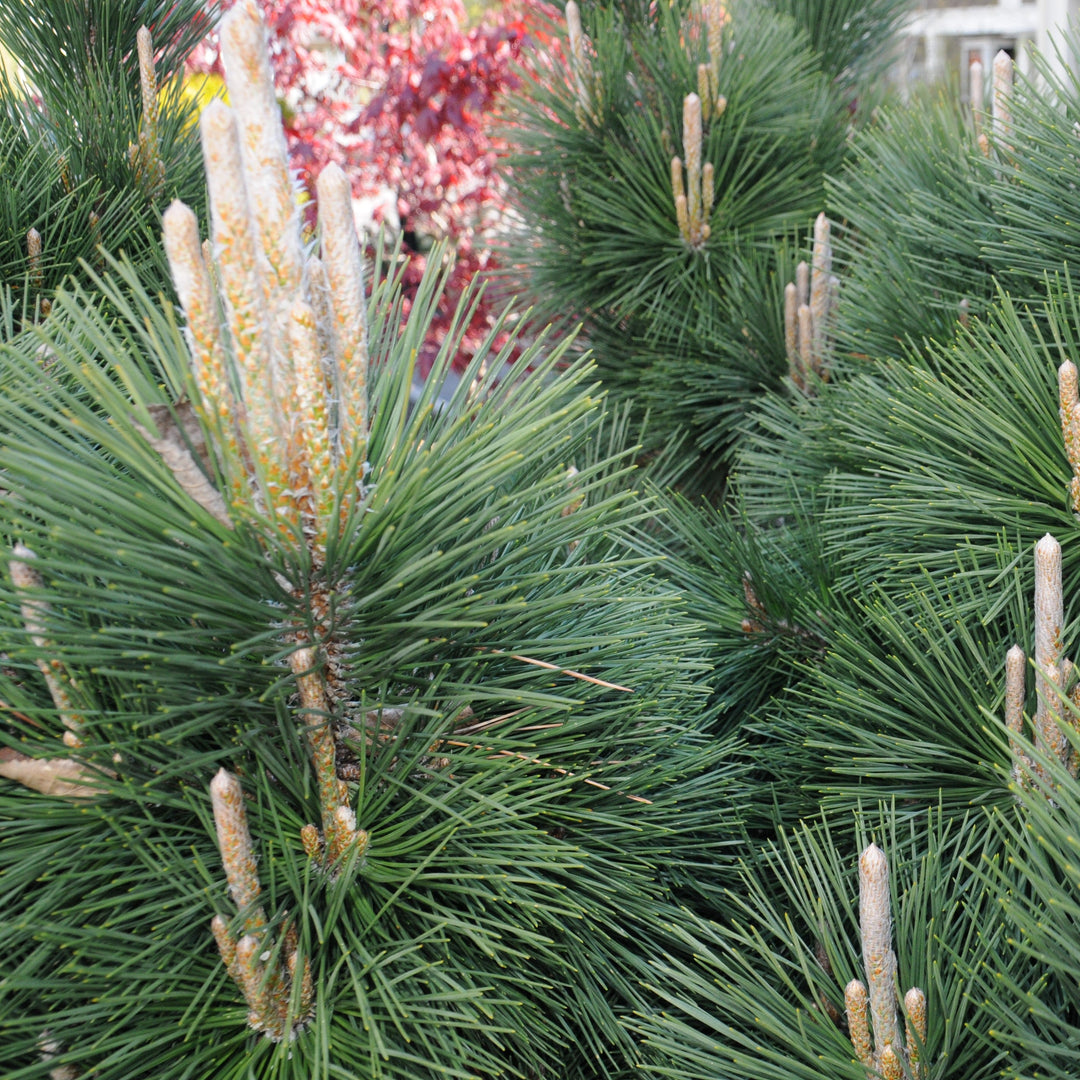 Pinus thunbergii 'Thunderhead' ~ Thunderhead Japanese Black Pine