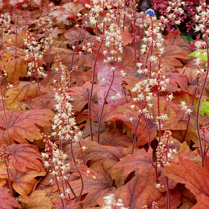 Heucherella 'Sweet Tea' ~ Sweet Tea Foamy Bells