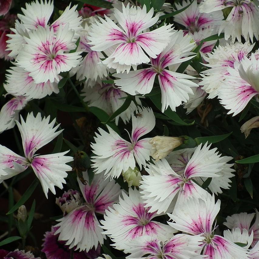 Dianthus x 'KLEDG14174' ~  EverLast™ White+Eye Dianthus