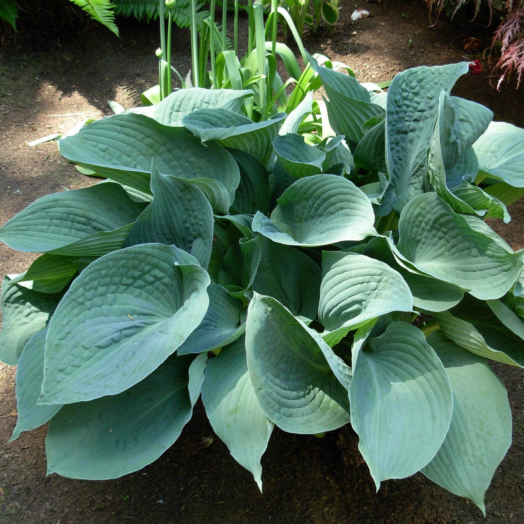 Hosta x 'Abiqua Drinking Gourd' ~ Abiqua Drinking Gourd Hosta