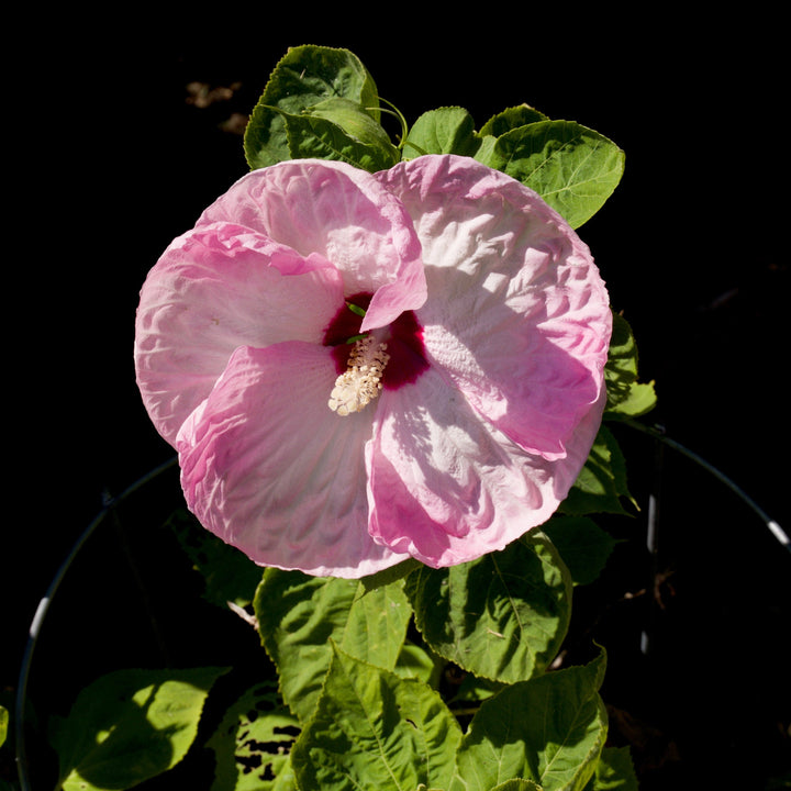 Hibiscus moscheutos 'Luna Pink Swirl' ~ Luna™  Pink Swirl Hibiscus