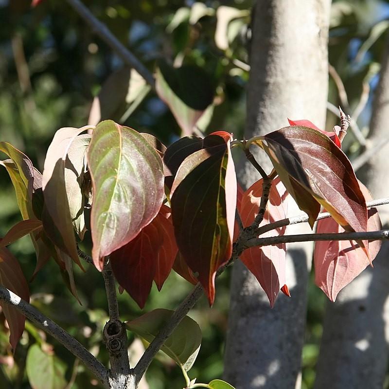 Cornus 'Rutdan' ~ Cornejo Celestial®