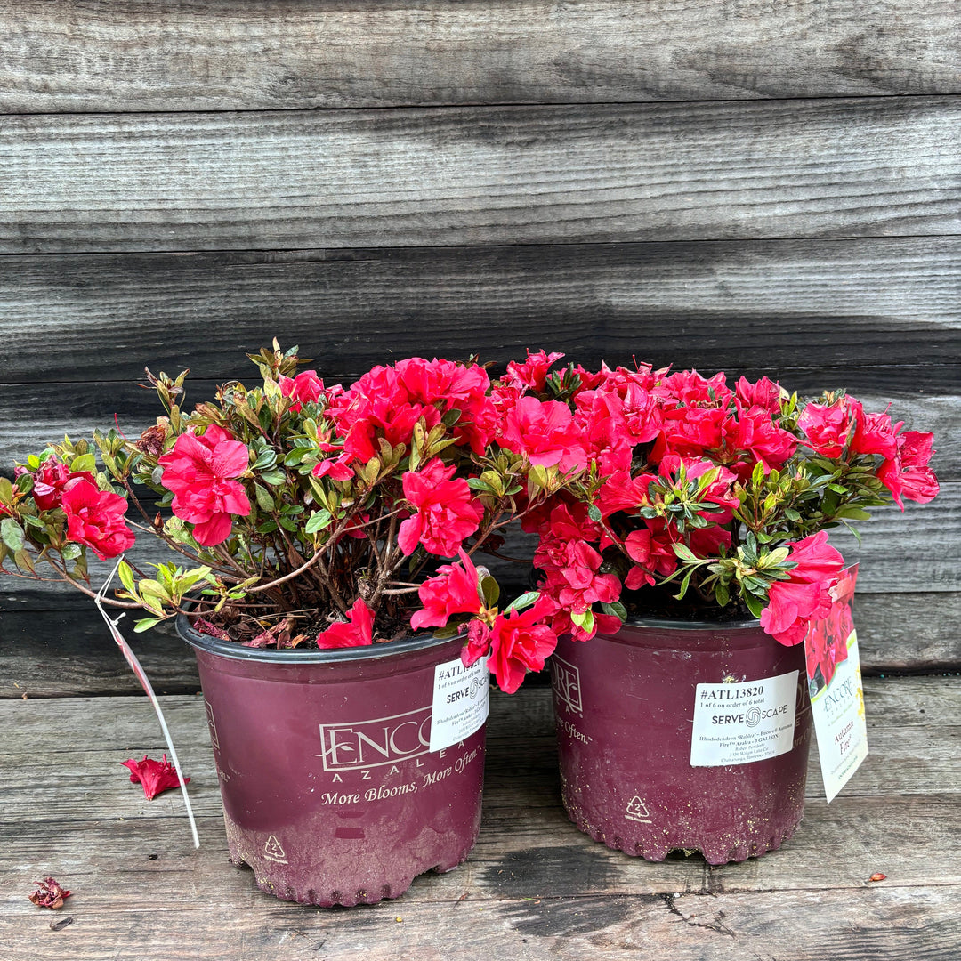 Rododendro 'Roblez' ~ Encore® Autumn Fire™ Azalea