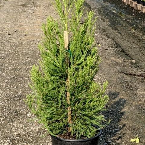 Cryptomeria japonica 'Radicans' ~ Cedro japonés Radicans 