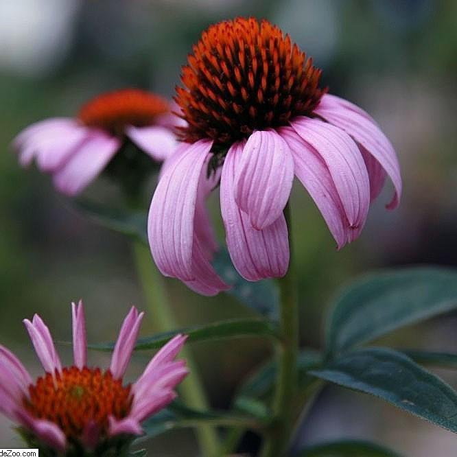 Echinacea purpurea 'Magnus' ~ Magnus Echinacea, Coneflower