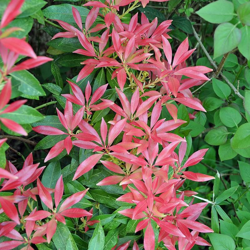 Pieris japonica 'Katsura' ~ Katsura Pieris