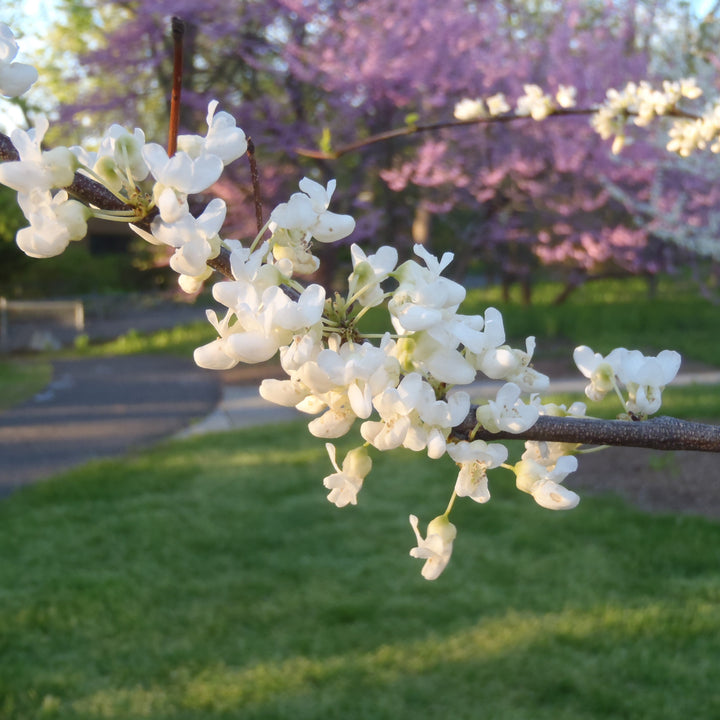 Cercis canadensis f. Alba 'Royal White' ~ Royal White Eastern Redbud