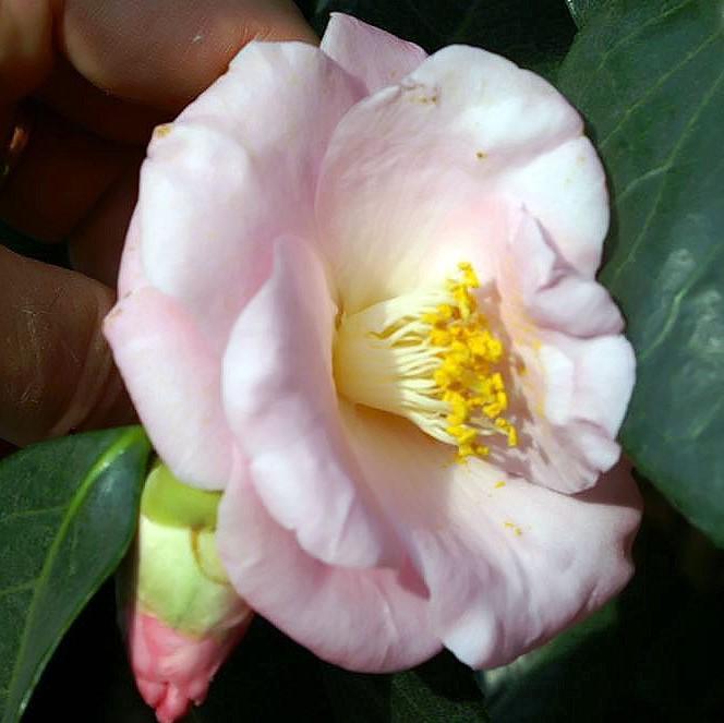 Camellia japonica 'Berenice Boddy' ~ Berenice Boddy Camelia