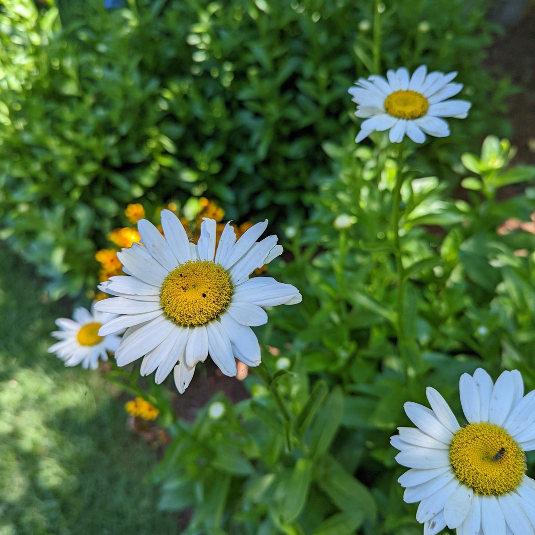 Leucanthemum x superbum 'Becky' ~ Becky Shasta Daisy